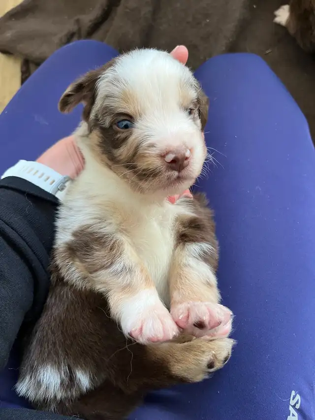 Beautiful purebred Australian Shepherd Spring break puppies. in Dogs & Puppies for Rehoming in Chilliwack - Image 7