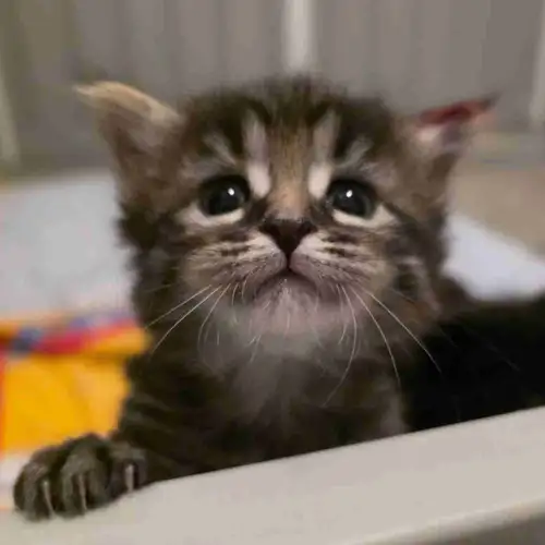 Kiara and Bagheera welcome their final gorgeous litter of kittens! Older pictures are from previous...