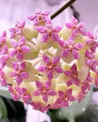 hoya icensis, View more
