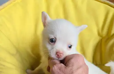 Chihuahua/ Pom, View more