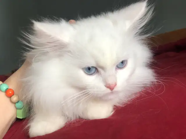 Petits chattons Siberians