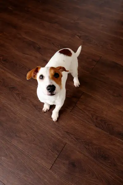 4 months old purebred Jack russell, View more