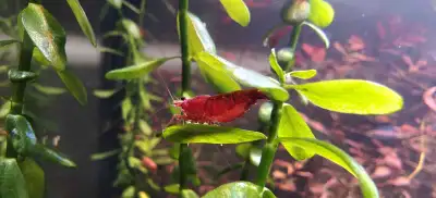 Red Cherry Shrimp, View more