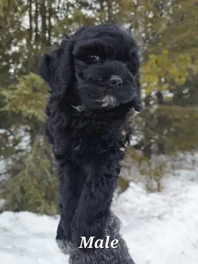 Cockapoo Puppies, View more