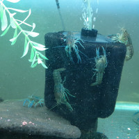 Some Crayfish and Rare Pleco For Aquarium Fish Tank For Sale