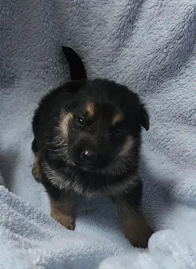 German Shepherd Puppies, View more
