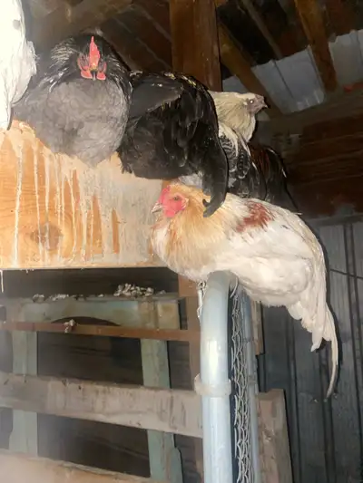  winter roosters , View more