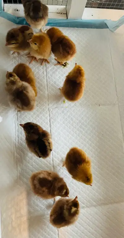 Day old chicks! 5 RIR chicks, and 6 bielefelder chicks. Mostly all pullets! Would prefer to sell as...