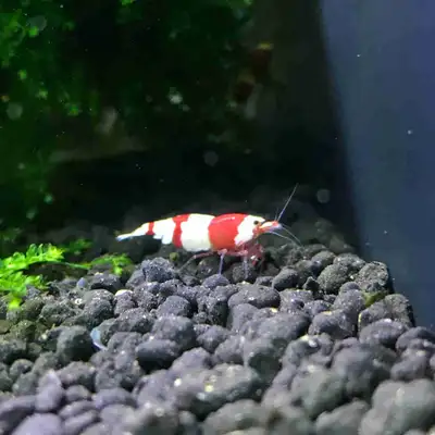 crystal red shrimp, View more