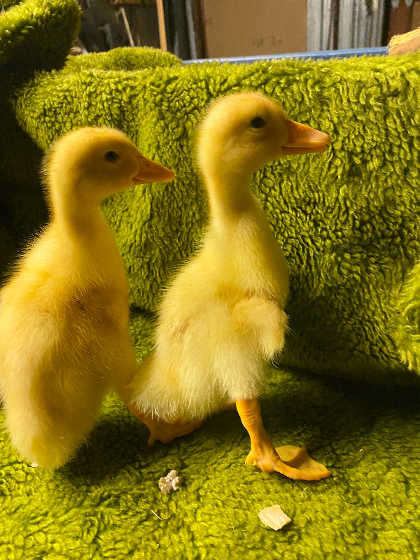 Pekin ducklings in Livestock in Cambridge - Image 2