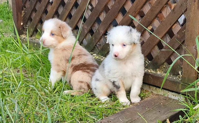 berger australien dans Chiens et chiots à adopter  à Ville de Québec - Image 2