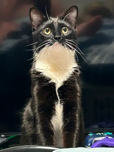 Young Cat for rehoming, View more