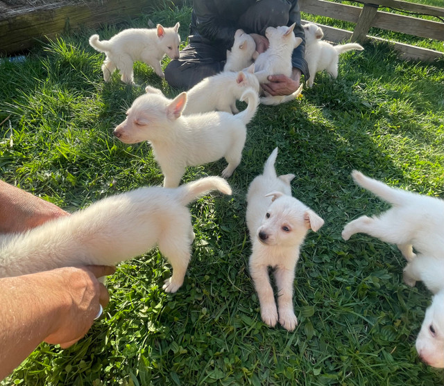 READY TO GO Rare White German shepherd puppies  in Dogs & Puppies for Rehoming in Leamington - Image 3