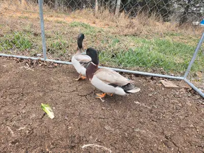 ISO Hen Ducks. Near Pigeon Lake or Leduc area.