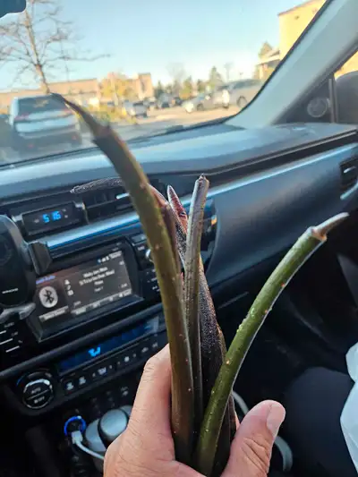 Mangrove pods grows into a beautiful tree great for ponds and reef aquarium