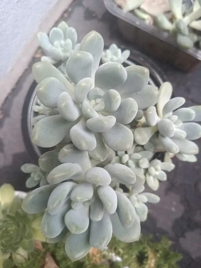 Succulent in Plants, Fertilizer & Soil in City of Toronto - Image 3