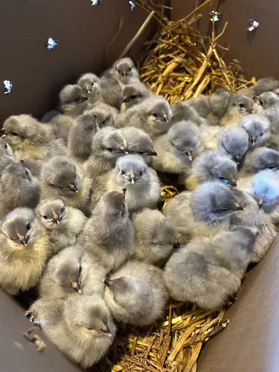 Pure Lavender Orpington chicks. $10 each.