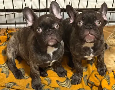 french bulldog , View more