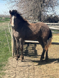 Yearling QH pony 