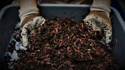 Red Wiggler Compost worms,, european nightcrawlers,, cocoons,,,, View more