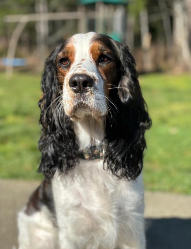 Registered English Springer Upcoming Planned Litter in Dogs & Puppies for Rehoming in Campbell River - Image 2