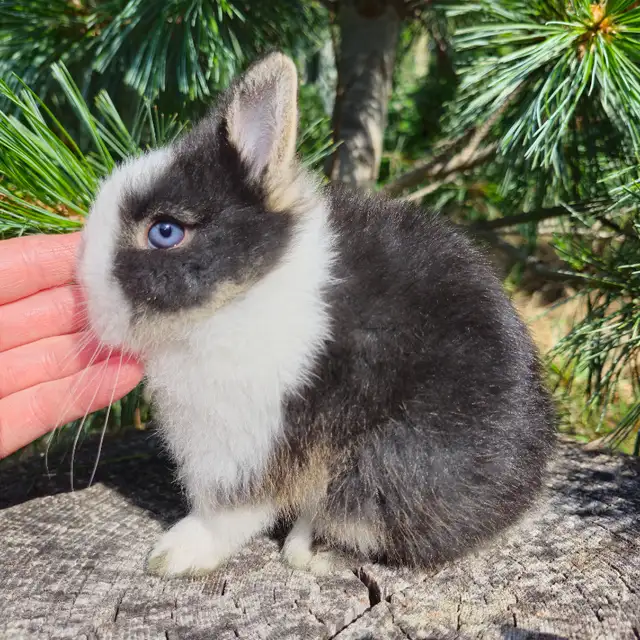 EXTRAORDINARY NETHERLAND DWARF BABY BUNNY RABBITS in Small Animals for Rehoming in City of Halifax - Image 3