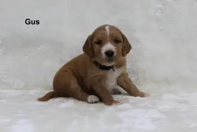 Tina had 11 healthy, vigorous puppies — 5 males and 6 females! This beautiful pairing between Tina (...