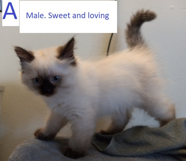 Affectionate Ragdoll Kittens Cats & Kittens for Rehoming Brantford