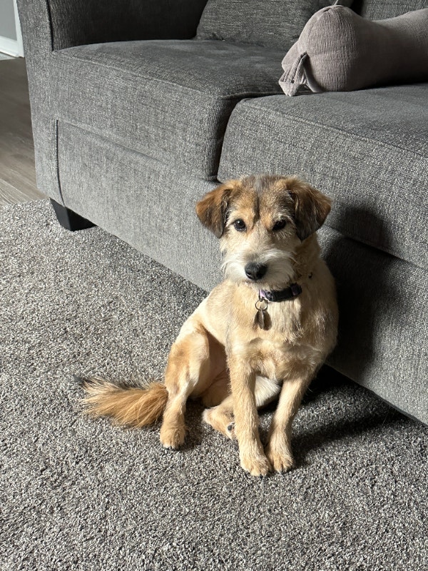Sweet mixed breed female dog (1.5 years old) Dogs & Puppies for