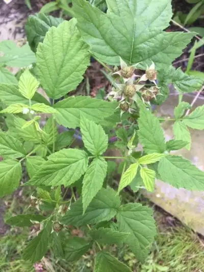 Big Wild Mulberry in pot.