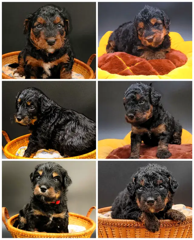 Mini bernedooodles in Dogs & Puppies for Rehoming in Vancouver - Image 6