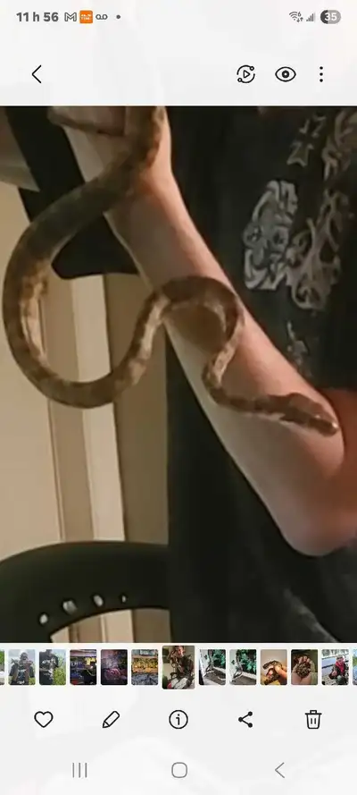 Serpent assez gentil ont peu le prendre sans ce faire attaquer