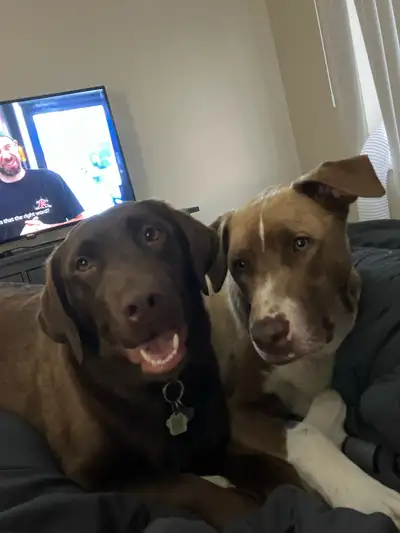 2 dogs to rehome , View more