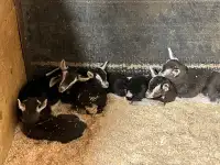 Bottle baby goats 
