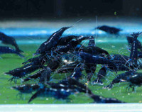 blue diamond shrimp.  crevettediamant bleu aquarium 