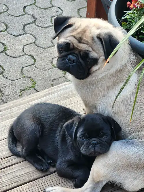 6 Pure beautiful pug puppies. 1 black female (pink collar) 1 black male (green collar) 3 male fawn R...