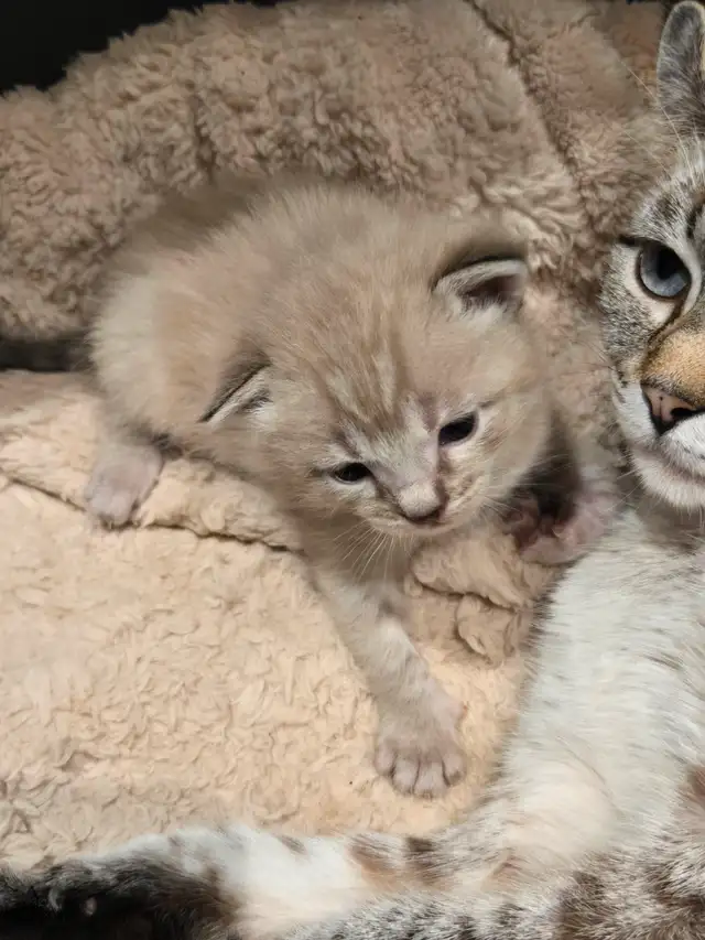 chaton  highland lynx et bengal in Cats & Kittens for Rehoming in Longueuil / South Shore - Image 2