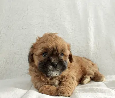 Shihpoo puppies 2 left!, View more