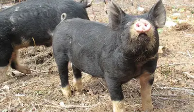 LF  Purebreed  Berkshire piglets, View more