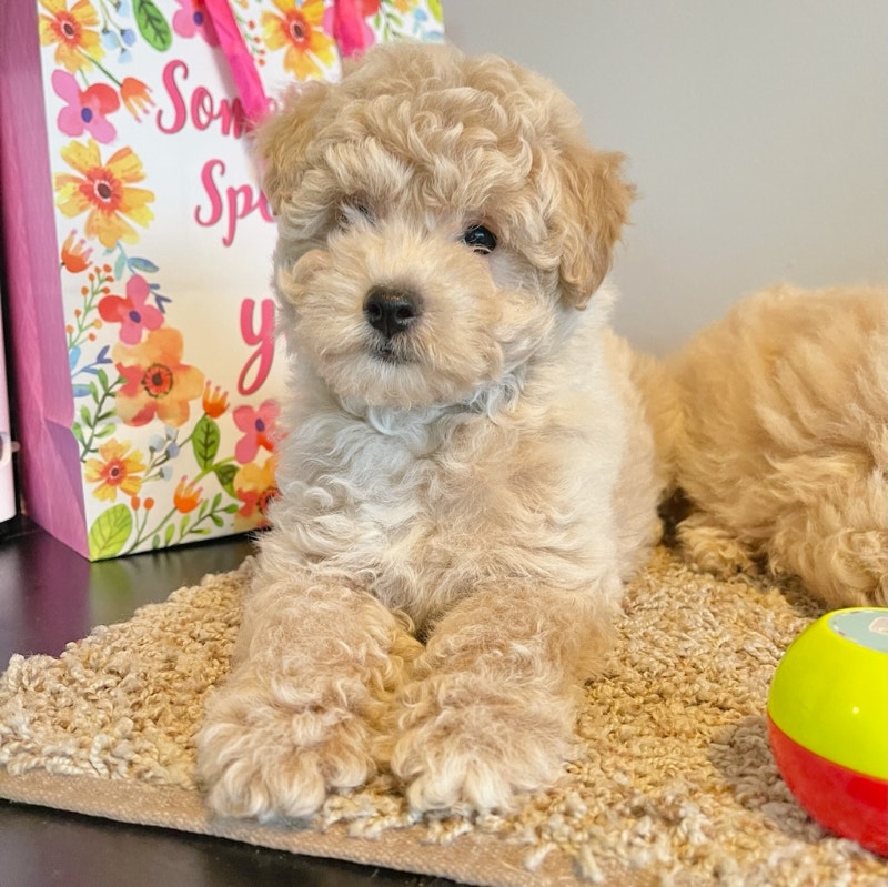 Adorable bichon frise x toy poodle puppies ♥️ Dogs & Puppies for