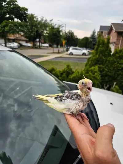 baby cockatiel , View more