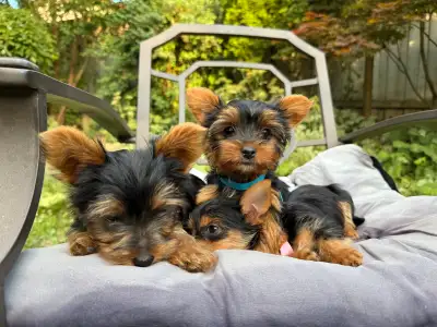 Female Yorkie Puppies. Purebred Yorkshire Terrier Puppy, View more