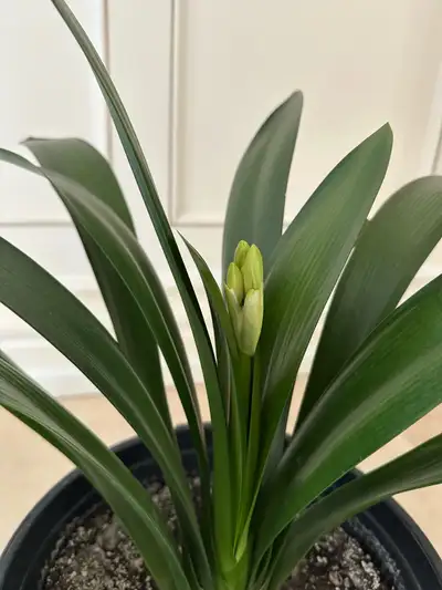 Clivia miniata, Natal lily, bush lily houseplant indoor plant, View more