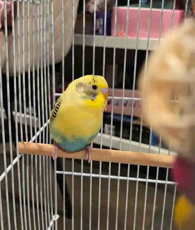 Yellow  baby budgie with blue stomach, View more