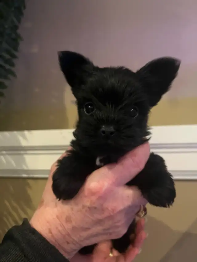 NORTHERN YORKIE PUPPIES  NEW YEAR BABIES in Dogs & Puppies for Rehoming in City of Toronto - Image 4