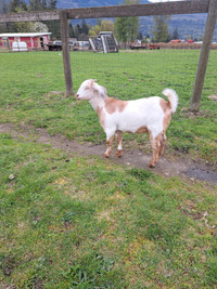 Boer and nubian doeling goats