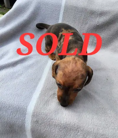 Next litter coming!Mini Dachshunds, View more