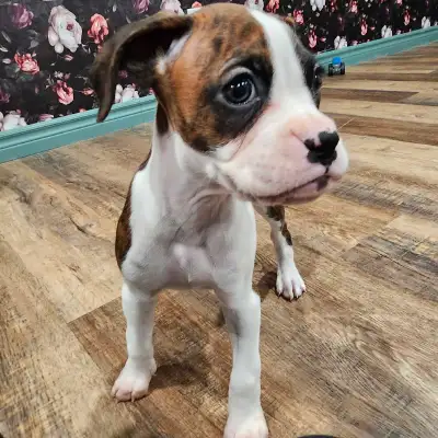 Our beautiful flashy brindle female boxer puppy is looking for her forever home. She is the last gir...