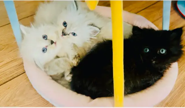 ✨LOVECATS TICA reg. Cattery