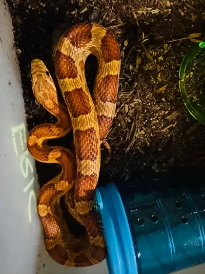 Male Corn Snake 50% lavender & Scaleless 1.5 years old Was a hold back but I am moving out of breedi...